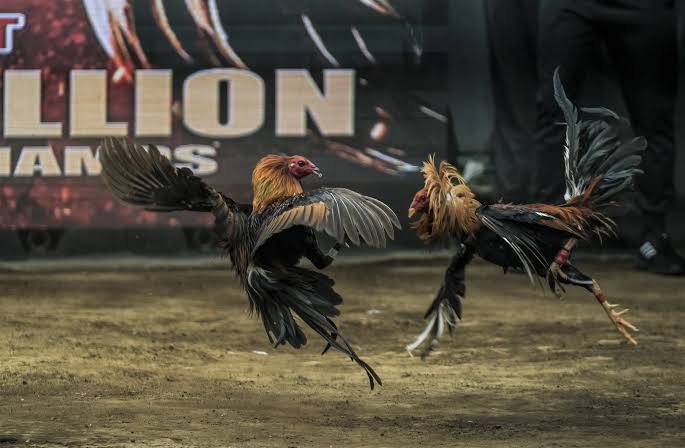 Sunwin Cockfighting – Live Matches & Betting Action
